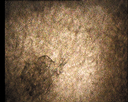 07.gif