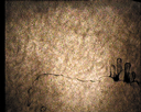 40.gif
